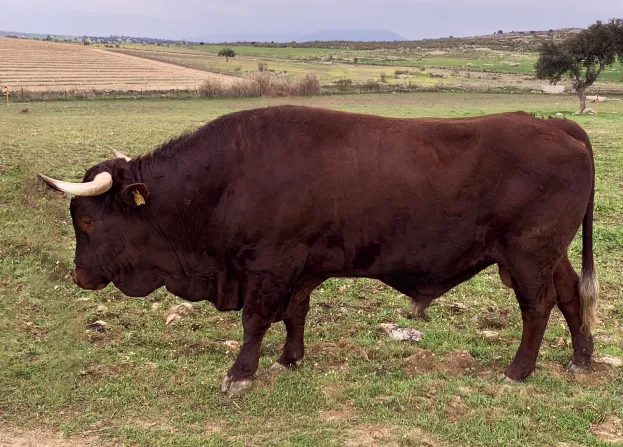 Vaca Retinta. Extremadura. Agropecuaria Las Cabezas.