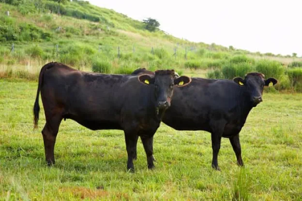 Vaca Wagyu. Extremadura. Agropecuaria Las Cabezas.